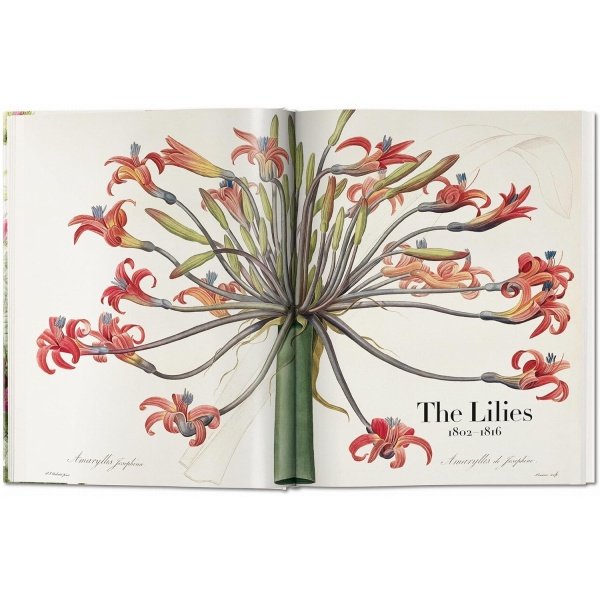 Redouté: The Book of Flowers / Das Buch de Blumen / Le livre des fleurs - Imagen 3