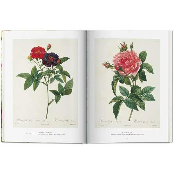 Redouté: The Book of Flowers / Das Buch de Blumen / Le livre des fleurs - Imagen 6