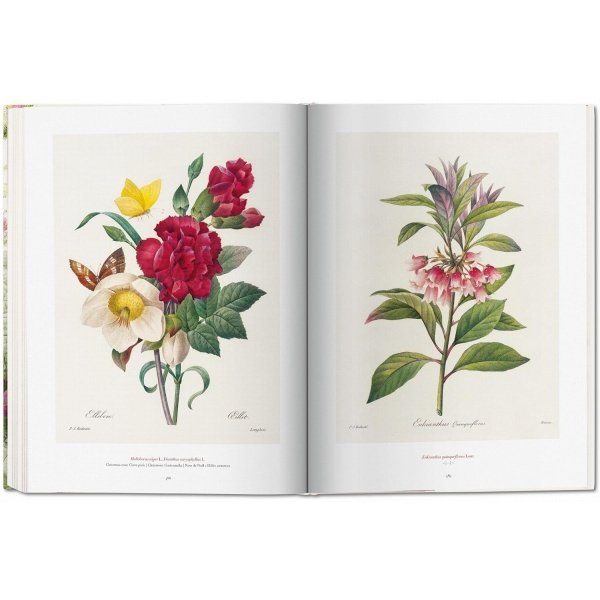 Redouté: The Book of Flowers / Das Buch de Blumen / Le livre des fleurs - Imagen 8