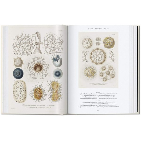 The Art and Science of Ernst Haeckel - Imagen 2