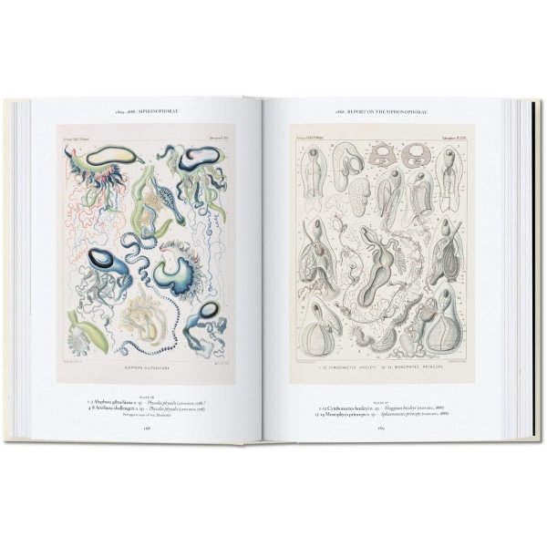 The Art and Science of Ernst Haeckel - Imagen 4