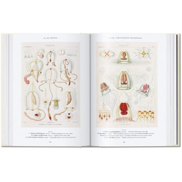 The Art and Science of Ernst Haeckel - Imagen 6