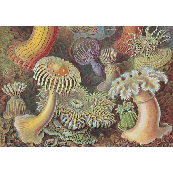 The Art and Science of Ernst Haeckel - Imagen 8