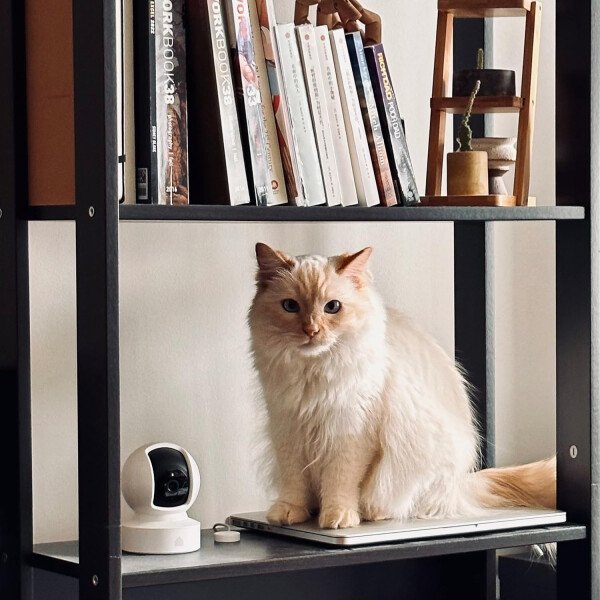 Kasa - Cámara de seguridad inteligente para interiores Pan/Tilt, cámara HD de 1080p, de 2,4 GHz con visión nocturna, detección de movimiento para el monitor del bebé y las mascotas, almacenamiento en la nube y en tarjetas SD, funciona con Alexa y Google Home (EC70) - Image 6