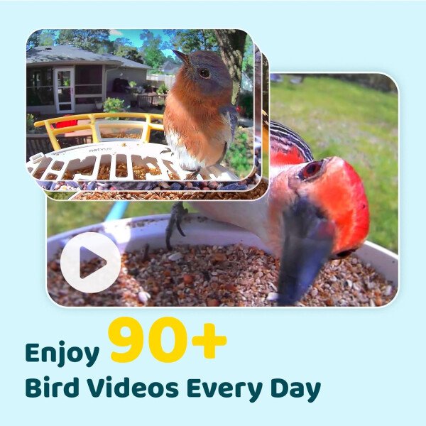 NETVUE Alimentador inteligente para pájaros con cámara AI alimentado por energía solar, 2 MP inalámbrico de observación de aves silvestres, transmisión en vivo y visión nocturna, funciona con Alexa y - Imagen 3