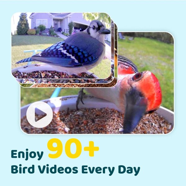 NETVUE Alimentador inteligente para pájaros con cámara AI alimentado por energía solar, 2 MP inalámbrico de observación de aves silvestres, transmisión en vivo y visión nocturna, funciona con Alexa y - Imagen 12