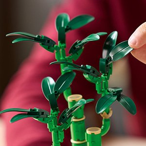 10344_BOTÁNICOS